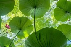曼联今夏中场引援：巴莱巴领衔，瞄准顶级联赛补强